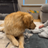 Young Girl Visits Shelter for a Kitten, Leaves With a Gentle Old Soul