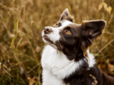 Dogs’ Capacity for Understanding Human Speech