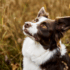 6 Whole Foods Rich in Antioxidants That Help Fight Canine Cancer