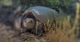 Egg-Laying Giant Snapping Turtle Transforms a Family’s Backyard into a Wildlife Wonder