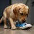See the Difference the Best Foods for Dog Immunity Can Make!