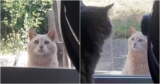 Family Moves In And Finds Note From Old Resident Asking Them To Care For Cat – Petpropartners