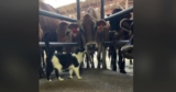 Farm Cat Forms Unexpected Friendships with Big Animals, Definitely Not About the Milk