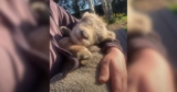 Farmer Shares Daily Cuddles With His Softest Little Sidekick