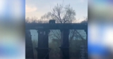 Heroic Mama Bear Rescues Cub After It Falls from Bridge into River
