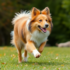 9 Dog Breeds That Have the Ultimate Sith Lord Energy – Petpropartners