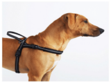How Reflective Dog Harnesses Improve Nighttime Walks – Petpropartners