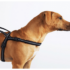 Why Your Dog Should Chew More – Petpropartners