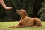 How to Avoid Inconsistent Training in Dogs – Petpropartners