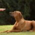 When a Dog Fell for a Cat Through the Glass, A Forever Family was Born – Petpropartners