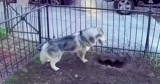 Husky’s Digging Saves Neighborhood From Life-Threatening Explosion