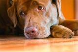 Inflammatory bowel disease in dogs – a common health problem 