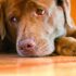 Laser therapy for pet joint pain and inflammation