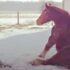 Polite Moose Charms Whole Town While Strolling Past School