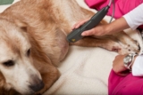 Laser therapy for pet joint pain and inflammation