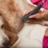 Inflammatory bowel disease in dogs – a common health problem 