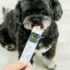 7 Functional Foods That Promote a Healthy Coat and Reduced Shedding – Petpropartners