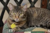 Mystery Revealed! What Does Your Pet Cat Think About You? – Petsworld – Petpropartners