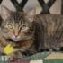 11 Dog Breeds That Are Perfectly Aligned With The Clean Girl Aesthetic – Petpropartners