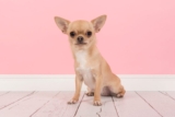 Natural Anti-Inflammatory Treatments for Dogs – Petpropartners