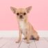 11 Signs Your Cat Is the Ultimate Best Friend – Petpropartners