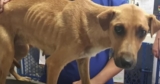 Owner Decided To Euthanize Her Dog Because ‘She Wasn’t A Good-Guard Dog’