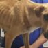 Husky’s Digging Saves Neighborhood From Life-Threatening Explosion