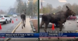 Polite Moose Charms Whole Town While Strolling Past School