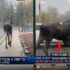 Anxious Rescue Lion Experiences Freedom for the First Time, and His Reaction Is Heartwarming