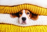 Post-Op Care Guide – Petpropartners