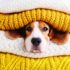 Desperate Mama Dog Calls for Help for Her Injured Puppy – Petpropartners