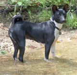 Pune Animal Activist slapped publicly for sheltering puppies of the le – Petsworld – Petpropartners
