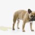 Tips for a Healthier Life – Petpropartners