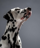 Say Hello to a Natural 30-Day Hot Spot Treatment* for Dogs and Cats—A Solution that Works from the Inside Out! – Petpropartners