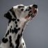 7 Natural Ways to Support Your Dog’s Cognitive Function Without Medication – Petpropartners