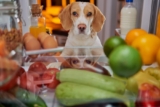 See the Difference the Best Foods for Dog Immunity Can Make!
