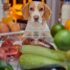 Factors Influencing Canine Behavioral Correction