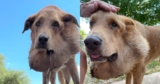 Stray Dog Found with Massive Tumor Undergoes Surgery and Transforms Completely – Petpropartners