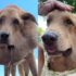 Natural Anti-Inflammatory Treatments for Dogs – Petpropartners