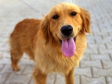 The 10 Best Behaved Dog Breeds