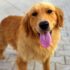 9 Dog Breeds That Are Surprisingly Gentle Giants