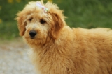 The 10 Cutest Dog Breed Mixes Ever