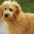 The 10 Best Behaved Dog Breeds