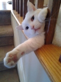 The Curious Life of Cat, when you are not home – Petsworld – Petpropartners