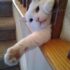 13 Reasons Cats Are the Best Pet for Introverts – Petpropartners