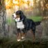 7 Signs Your Cat Loves to Keep You Guessing – Petpropartners