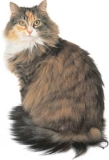 Top 10 Common Yet Popular Cat Breeds – Pictures – Petsworld – Petpropartners
