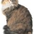 13 Reasons Cats Are the Best Pet for Introverts – Petpropartners
