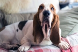 Top 11 Dog Breeds That Have Sat Quietly in the Background of Life’s Biggest Moments