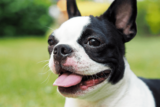 Top 11 Small But Mighty Dog Breeds That Have The Hearts Of Warriors – Petpropartners